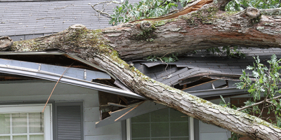 Tree on roof of home